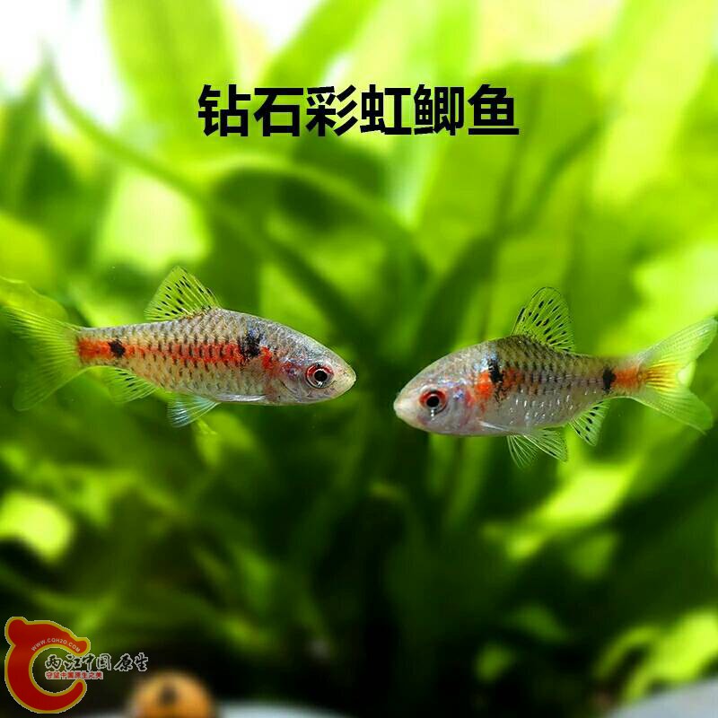 100142pocduc92k3nyok7f.jpg