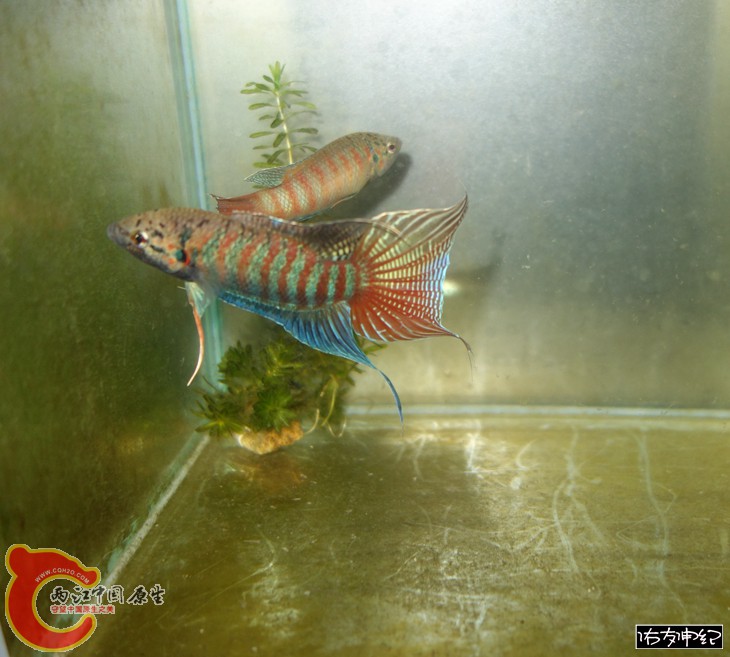 DSC00603_副本_副本_副本.jpg