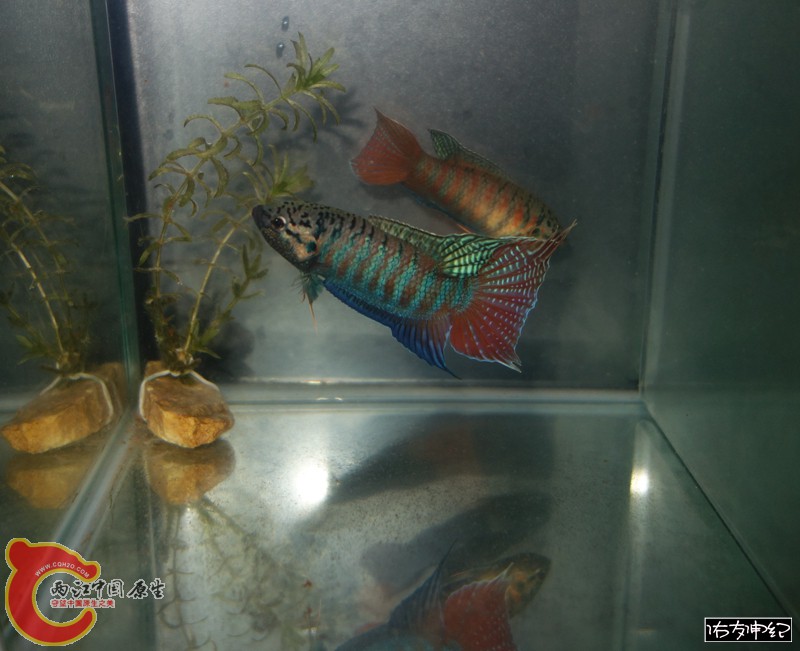 DSC00732_副本 (2)_副本_副本.jpg
