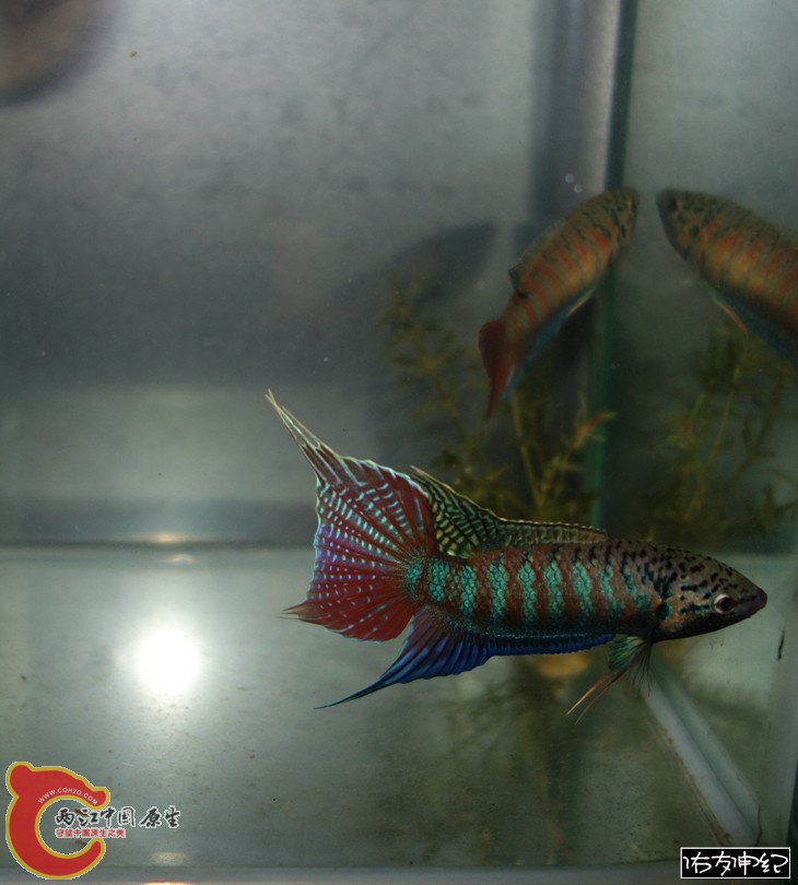DSC00793_副本_副本_副本.jpg