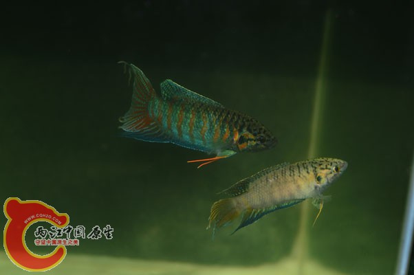 DSC_0047 副本.JPG