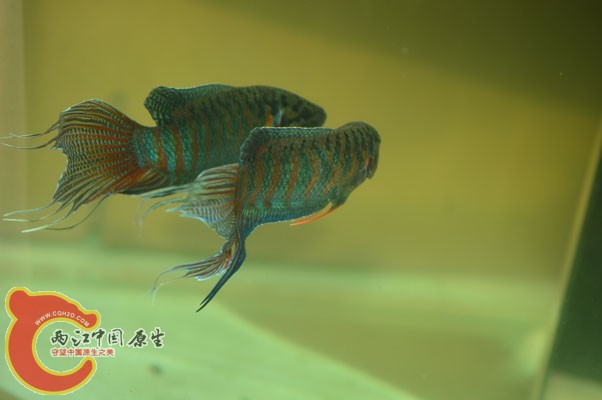 DSC_0052 副本.jpg