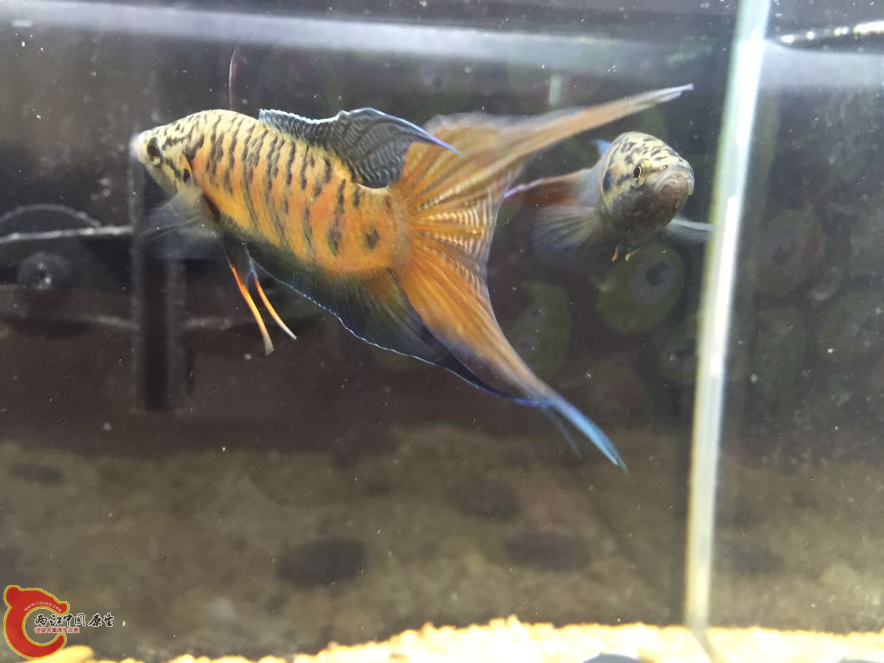 2016年端午节拍普斗4.jpg