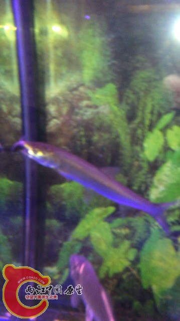 123208lv09eabg530zk2mx.jpg