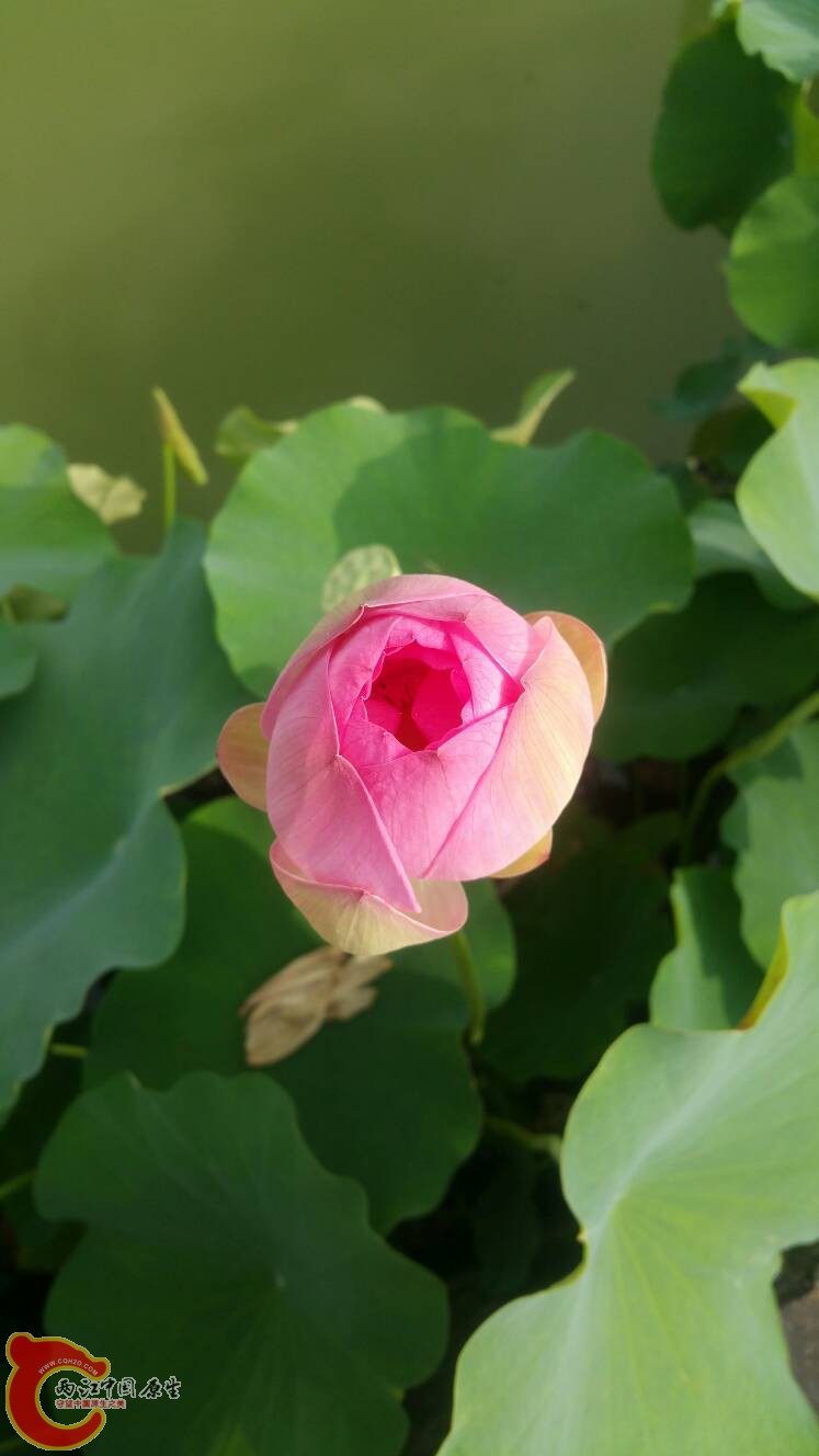 113555hujjfjp5a83yww53.jpg