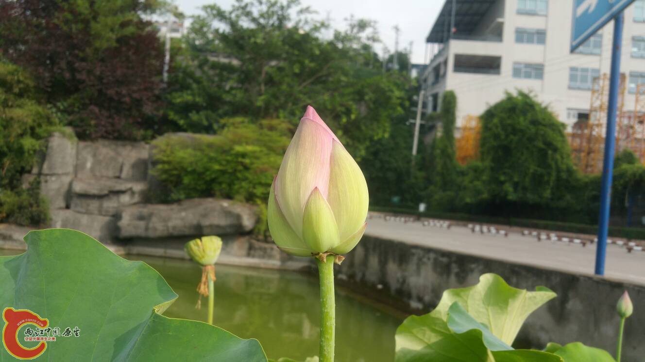 113558s4hczdtdczthppcd.jpg