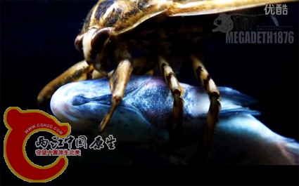 印田鳖蝽 Lethocerus indicus （印度大田鳖）