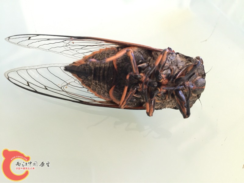 185717cfi83s8vphgigmnm.jpg
