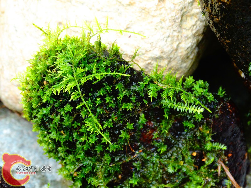 DSC02484.JPG