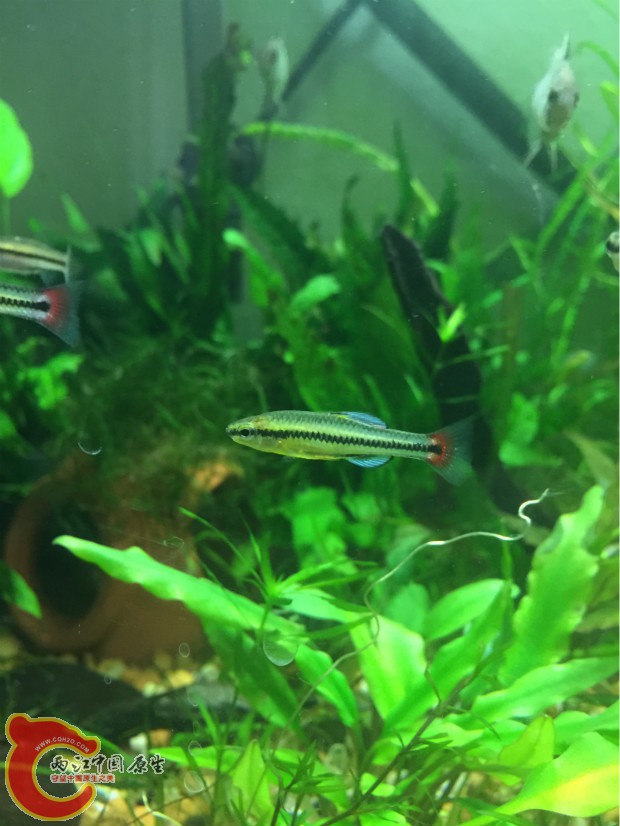 bluefin killi.jpg