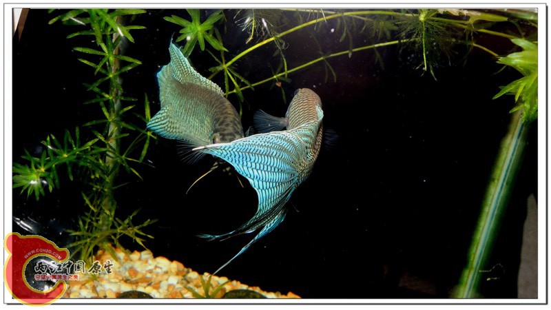 112620saz7j00tzgaag0kg.jpg