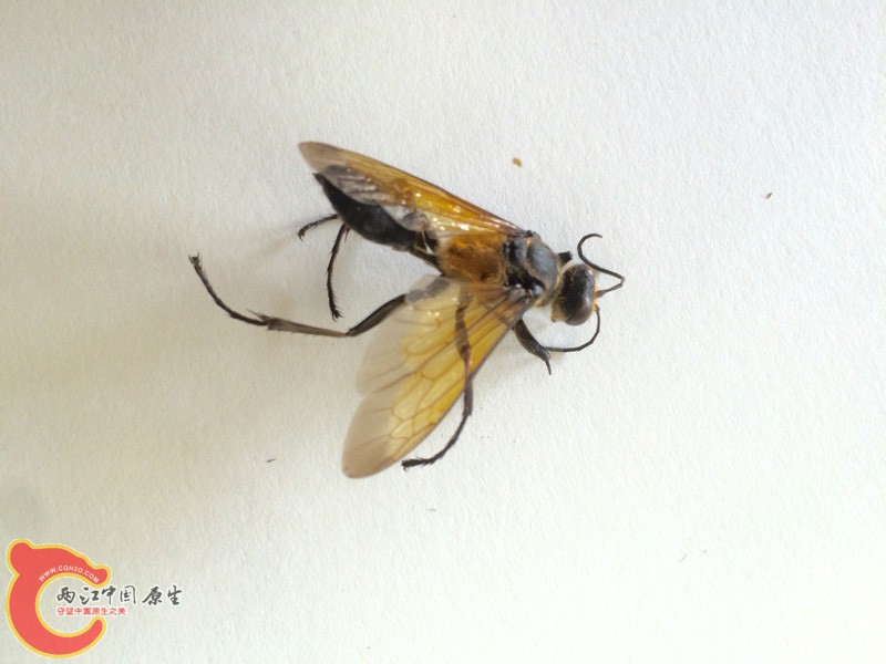 152540ylda1ujadpaapssy.jpg