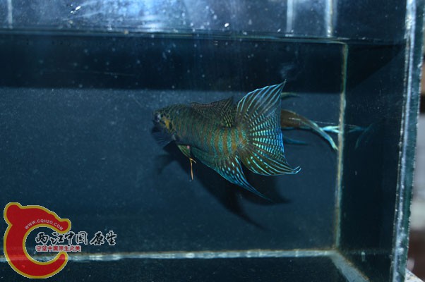 DSC_0134.JPG