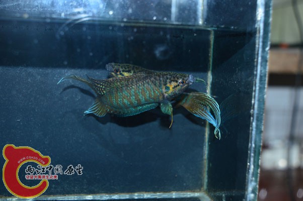 DSC_0135.JPG