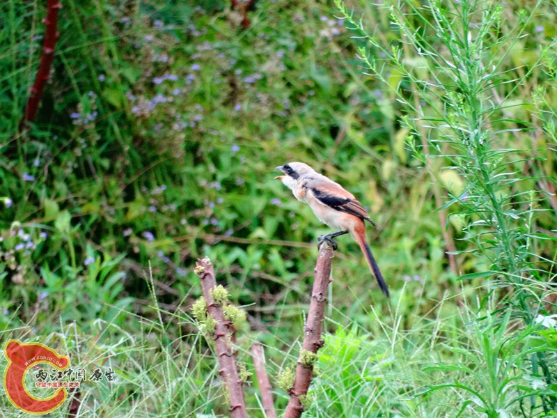 DSC02569.JPG