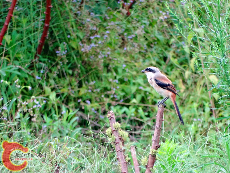 DSC02570.JPG