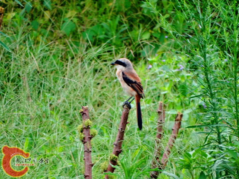 DSC02571.JPG
