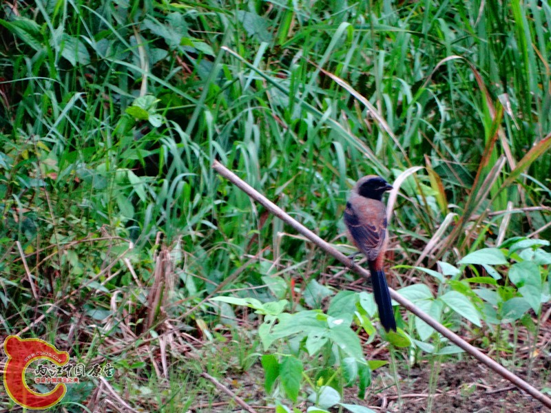 DSC02574.JPG
