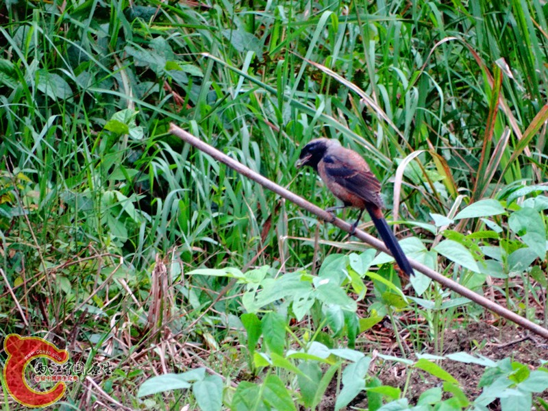 DSC02575.JPG