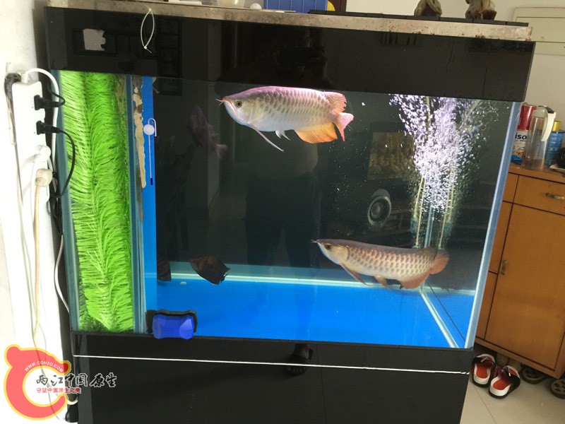 150404c1oxwppdgpwwlido.jpg