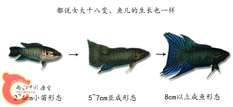 靖西.jpg