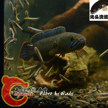DSC_4147_副本_副本.jpg