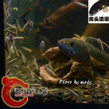 DSC_4149_副本_副本.jpg