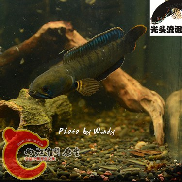DSC_4154_副本_副本.jpg