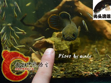 DSC_4155_副本_副本.jpg