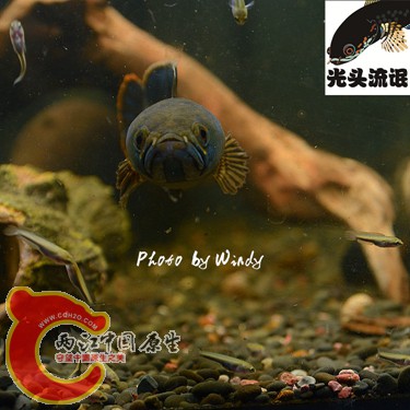 DSC_4156_副本_副本.jpg