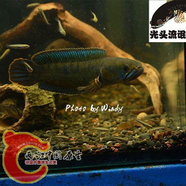 DSC_4159_副本_副本.jpg