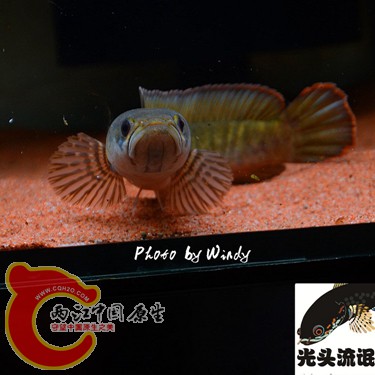 DSC_4119_副本_副本.jpg