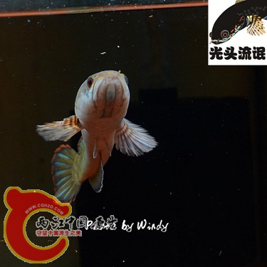 DSC_4121_副本_副本.jpg