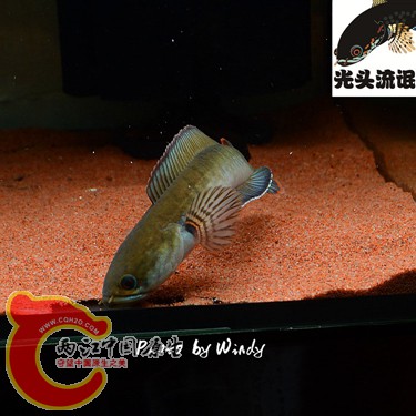 DSC_4123_副本_副本.jpg