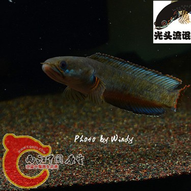 DSC_4117_副本_副本.jpg