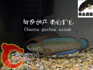 psb_副本.jpg