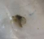 clip_image005.jpg