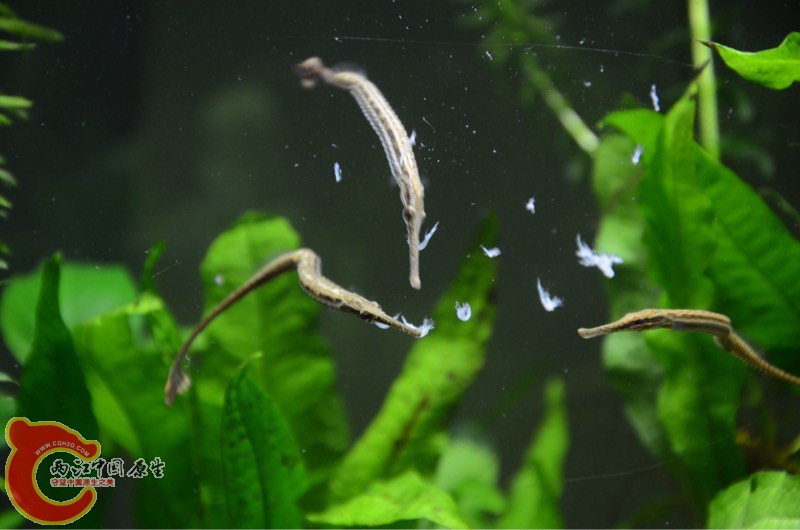 201445qsjd9cscmdmwd50m.jpg