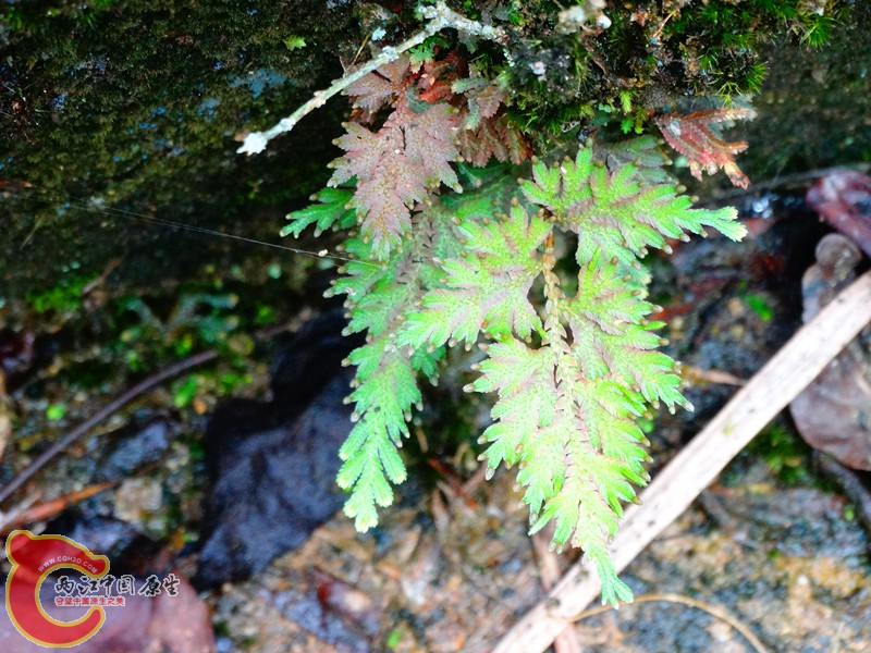 DSC02544.JPG