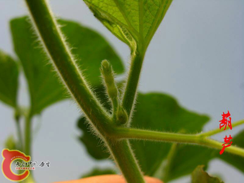 101408o0prlo8lm44y40t1.jpg