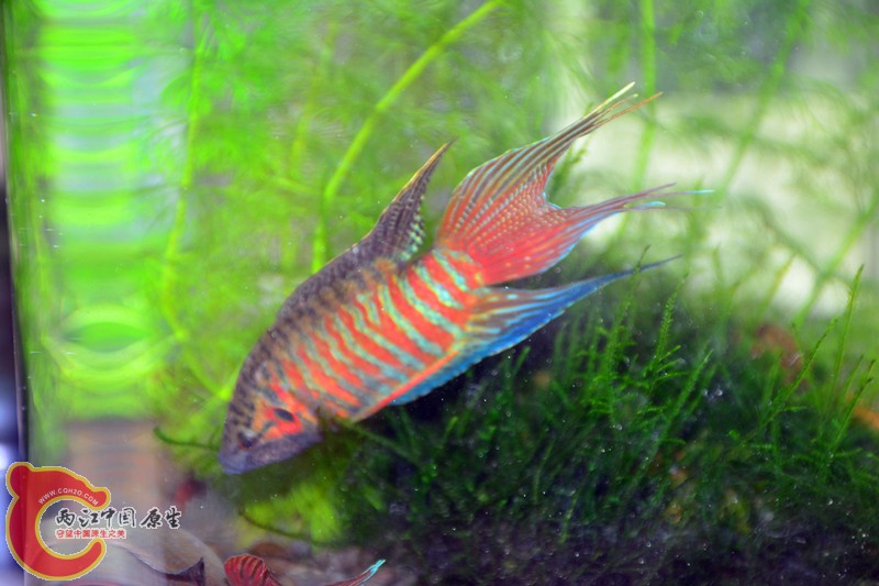 DSC_2127.JPG