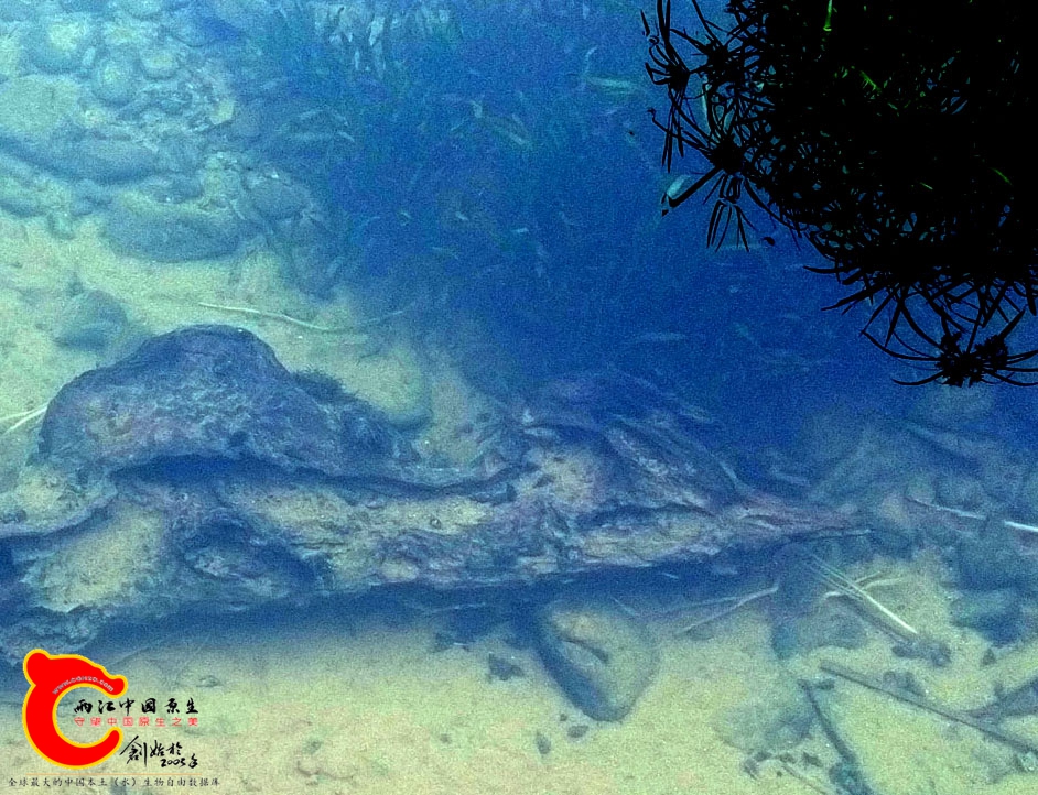 除藻7.jpg