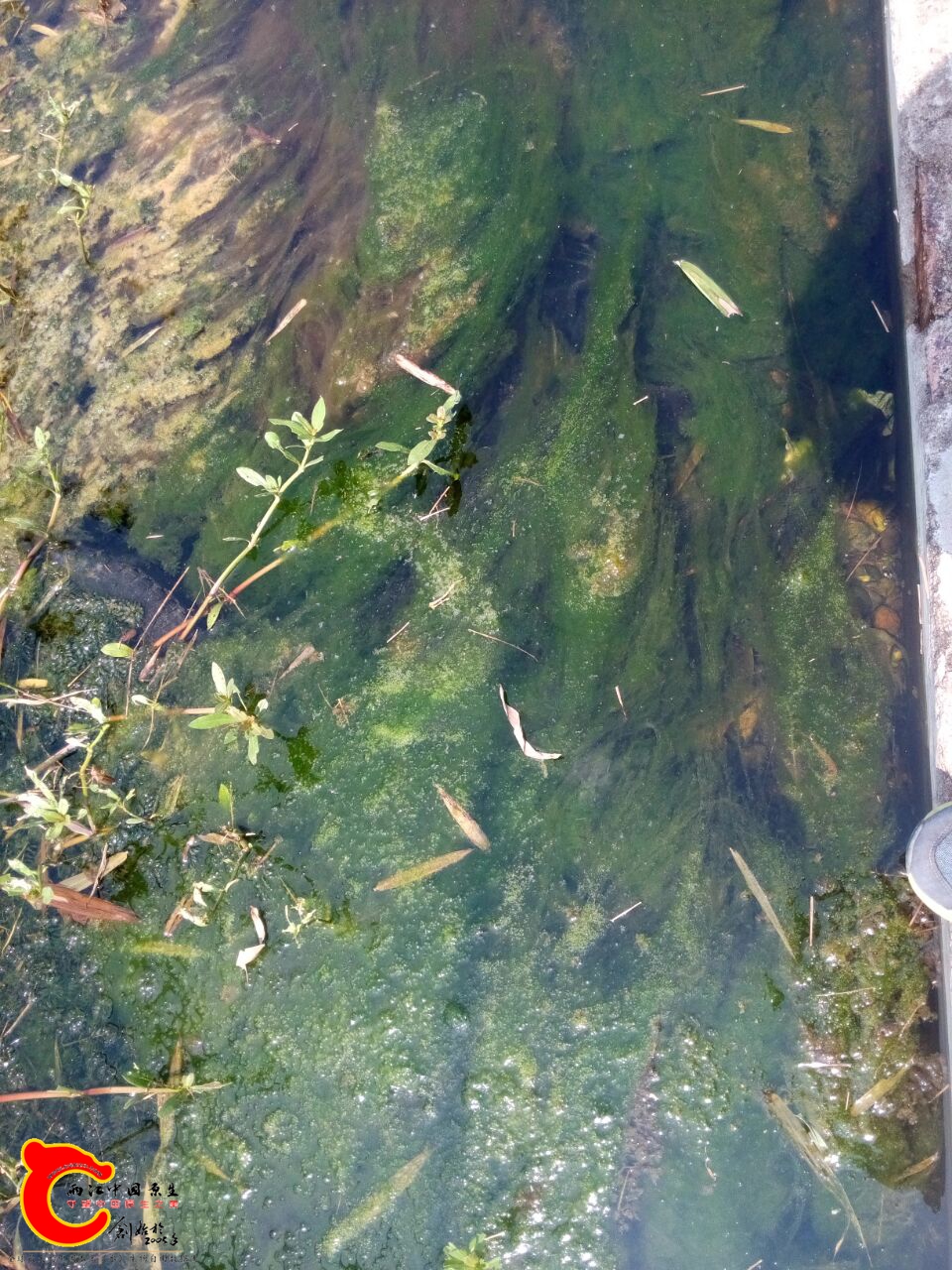 除藻2.jpg