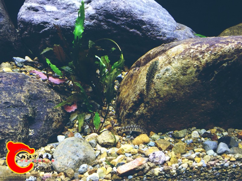 185008al01wklh3zc90zw1.jpg