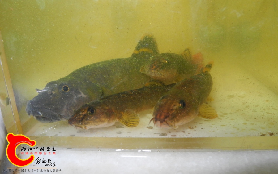 过水后放于水族箱暂养_看图王.jpg