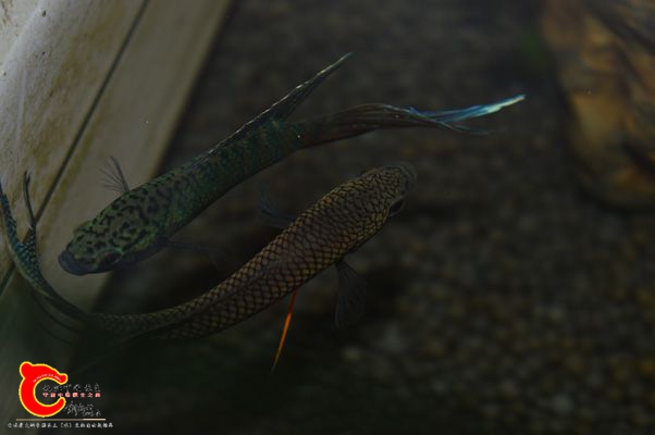 DSC_0260.JPG
