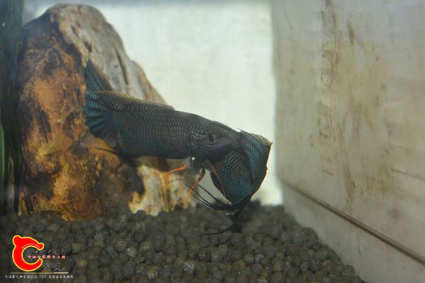DSC_0263.JPG
