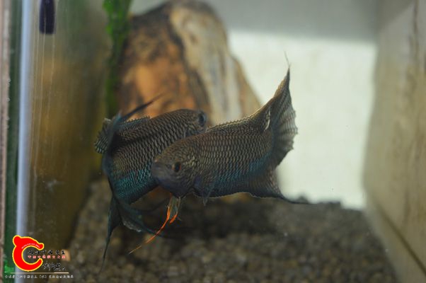 DSC_0267.JPG