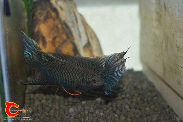 DSC_0268.JPG