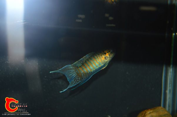 DSC_0271.JPG